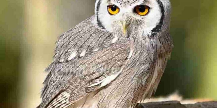Tiếng kêu của chim cú mèo nghe rất sợ hãi nhất là vào ban đêm.