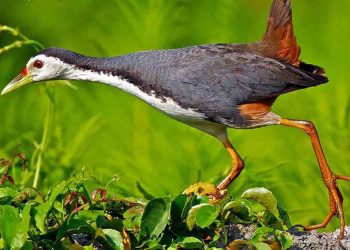 Chim cuốc sở hữu một bộ lông màu trắng đen xen kẽ nhau