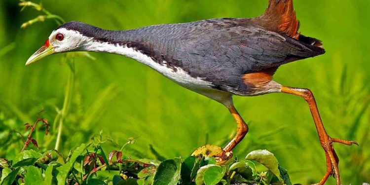 Chim cuốc sở hữu một bộ lông màu trắng đen xen kẽ nhau