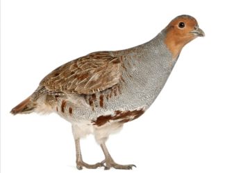 Chim Đa Đa sống được ở nhiều môi trường khác nhau