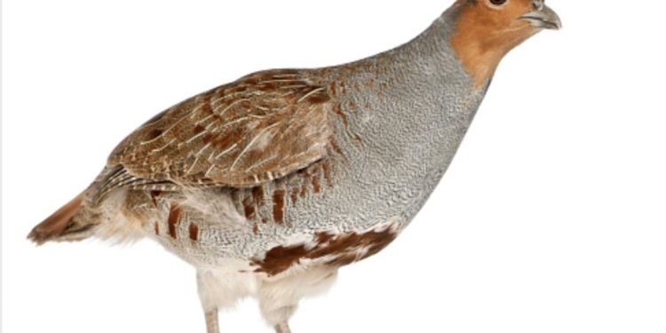 Chim Đa Đa sống được ở nhiều môi trường khác nhau