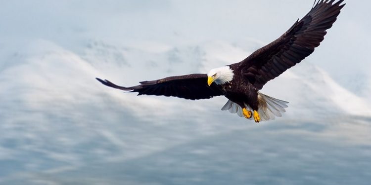 Có tới hơn 60 loài chim đại bàng khác nhau