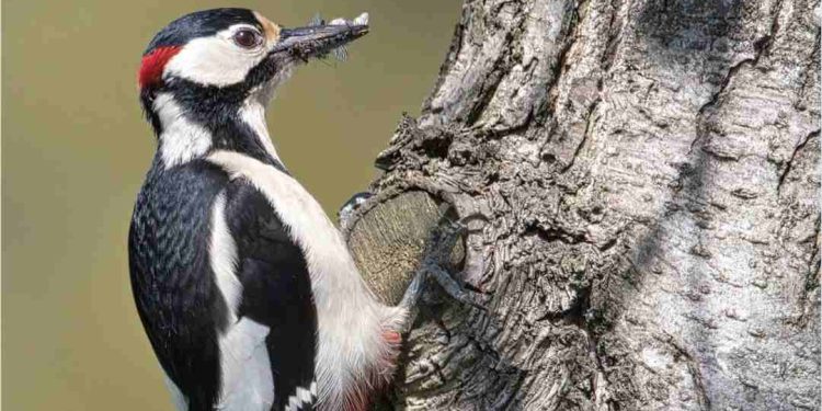 Một loài chim thông minh và có sự khéo léo