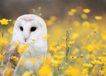 Những câu chuyện dân gian về loài chim heo mang điềm xui 