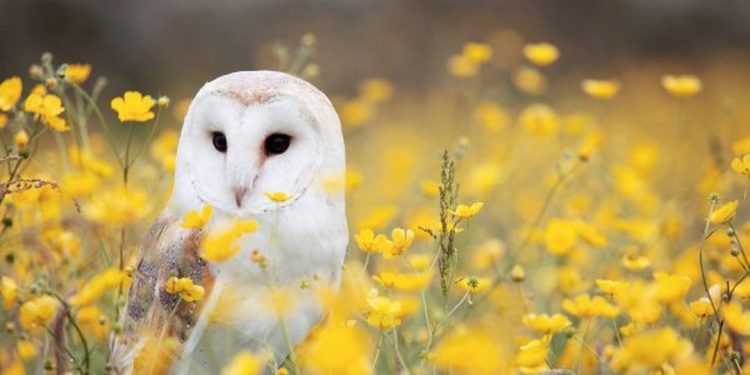 Những câu chuyện dân gian về loài chim heo mang điềm xui