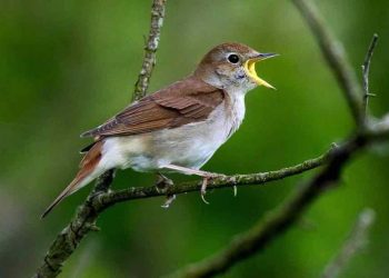 Những tiêu chí để chọn được chim họa mi chuẩn