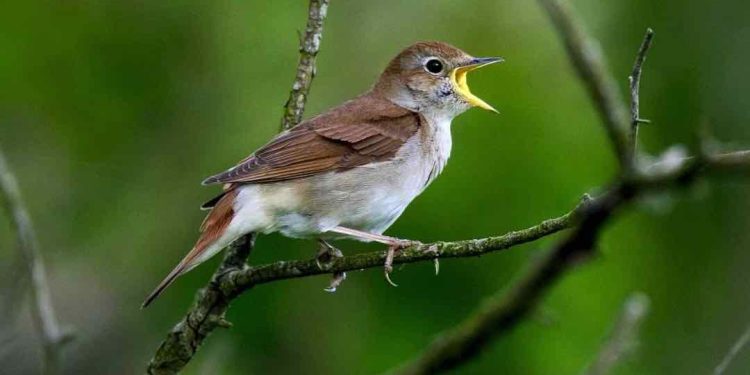 Những tiêu chí để chọn được chim họa mi chuẩn