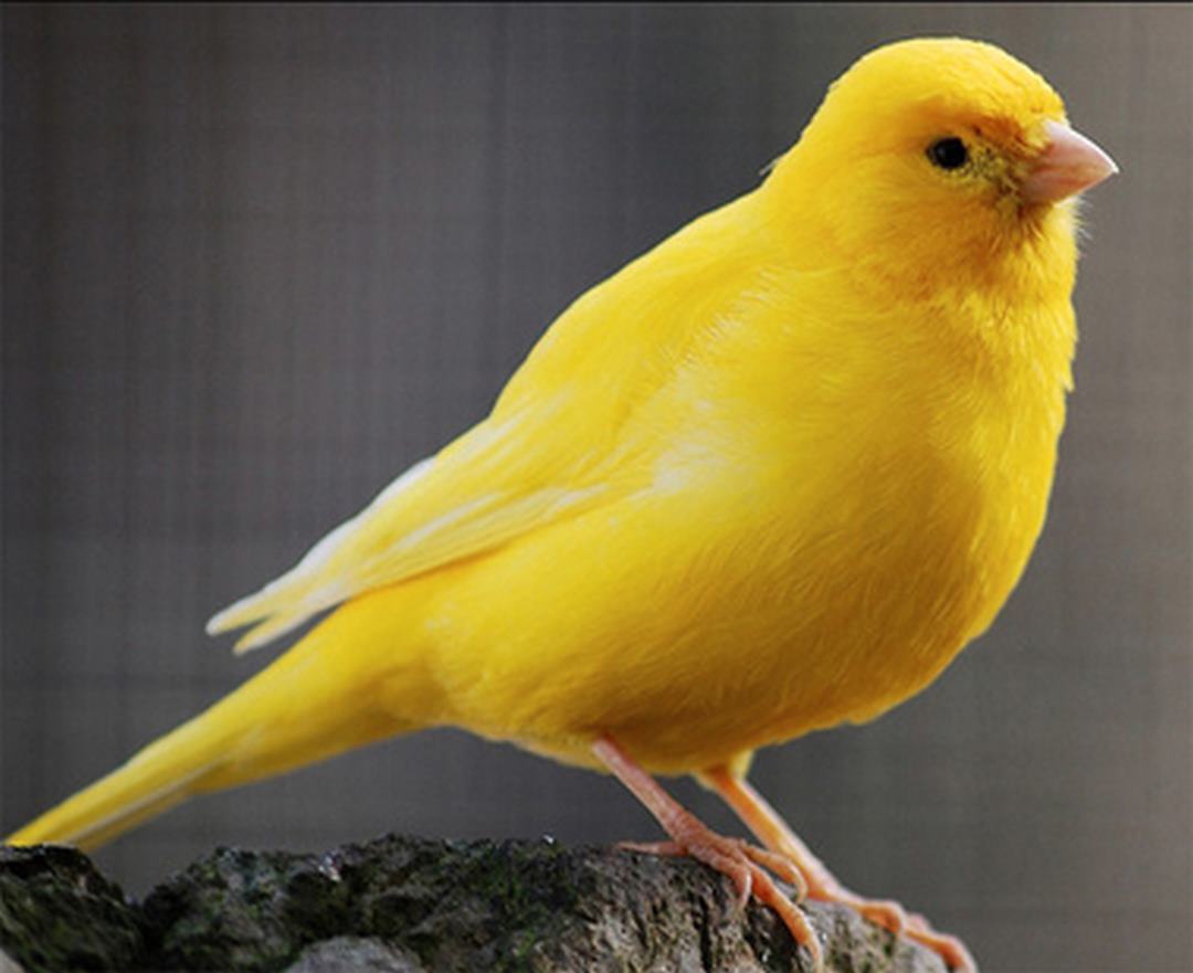 Chim Hoàng Yến có màu lông vàng đặc trưng