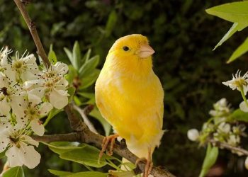 Chim Hoàng Yến có những sự thật thú vị 