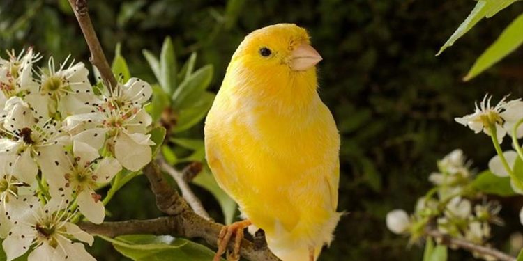 Chim Hoàng Yến có những sự thật thú vị