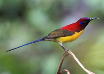 Chim hút mật là chim gì?