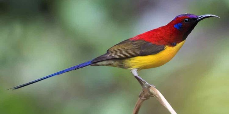 Chim hút mật là chim gì?