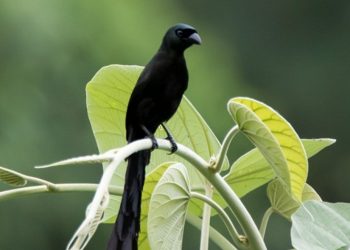 Loài này chỉ hoạt động vào ban ngày khi thời tiết khô ráo