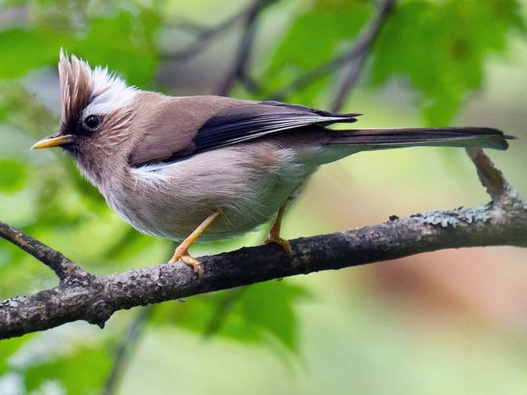 Đặc điểm về ngoại hình nổi bật của loài chim này