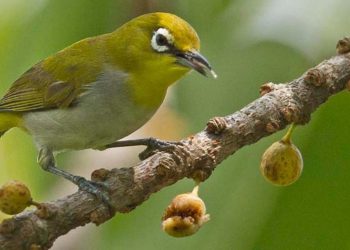 Lưu ý khi chọn lựa chim Khuyên