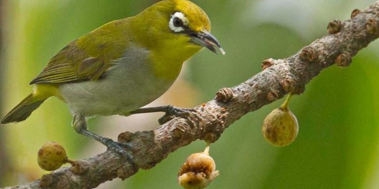 Lưu ý khi chọn lựa chim Khuyên