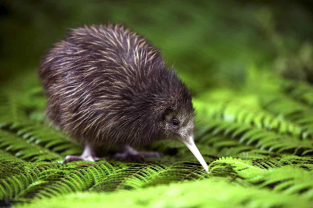 Giới thiệu một loài chim nổi tiếng vùng đất New Zealand