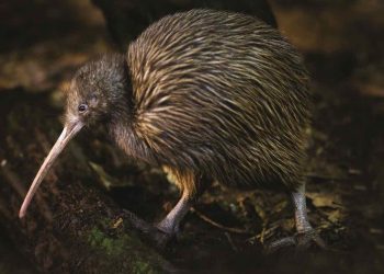 Vẻ ngoài của loài chim này