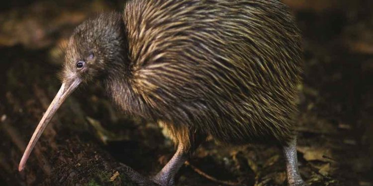 Vẻ ngoài của loài chim này