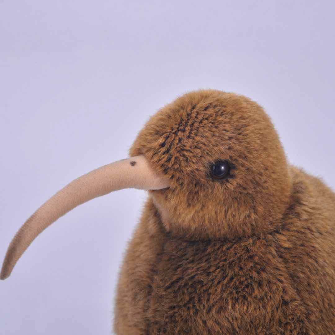 Môi trường sống của loài chim Kiwi