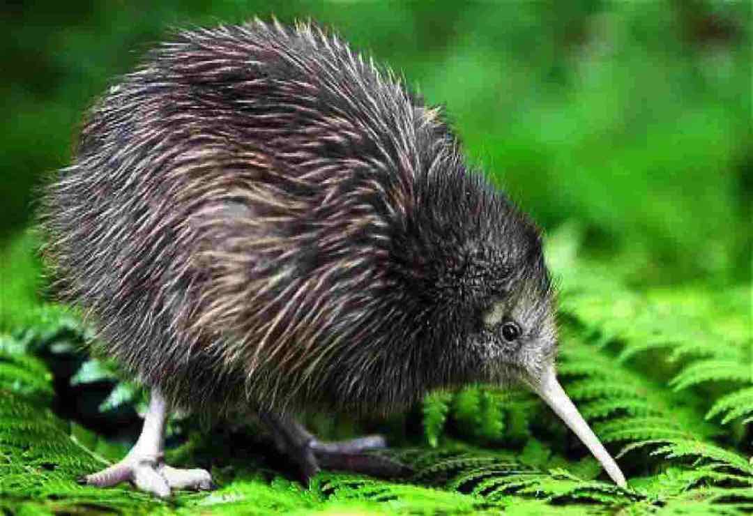 Chim Kiwi với số lượng đang bị suy giảm