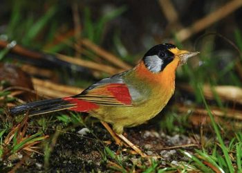 Chim Ngũ Sắc có bộ lông sặc sỡ 