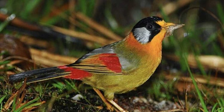 Chim Ngũ Sắc có bộ lông sặc sỡ