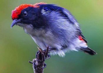 Bộ lông đặc biệt của loài chim Ốc Mít