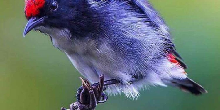 Bộ lông đặc biệt của loài chim Ốc Mít