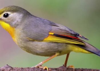 Quế lâm là loài chim nhỏ nhắn xinh xắn được nuôi làm cảnh