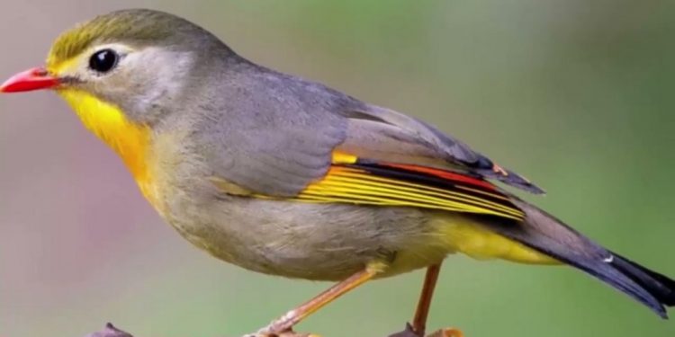 Quế lâm là loài chim nhỏ nhắn xinh xắn được nuôi làm cảnh