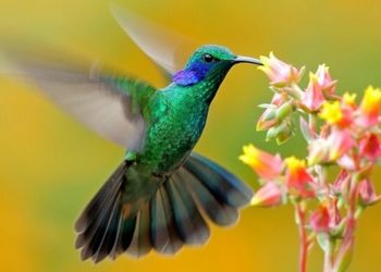 Đây là loài chim có kích thước cơ thể nhỏ nhất thế giới