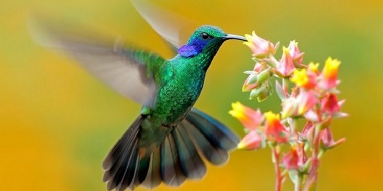 Đây là loài chim có kích thước cơ thể nhỏ nhất thế giới