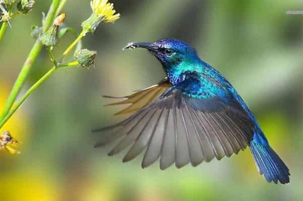 Chim ruồi và những sự thật đặc biệt thú vị ít ai biết
