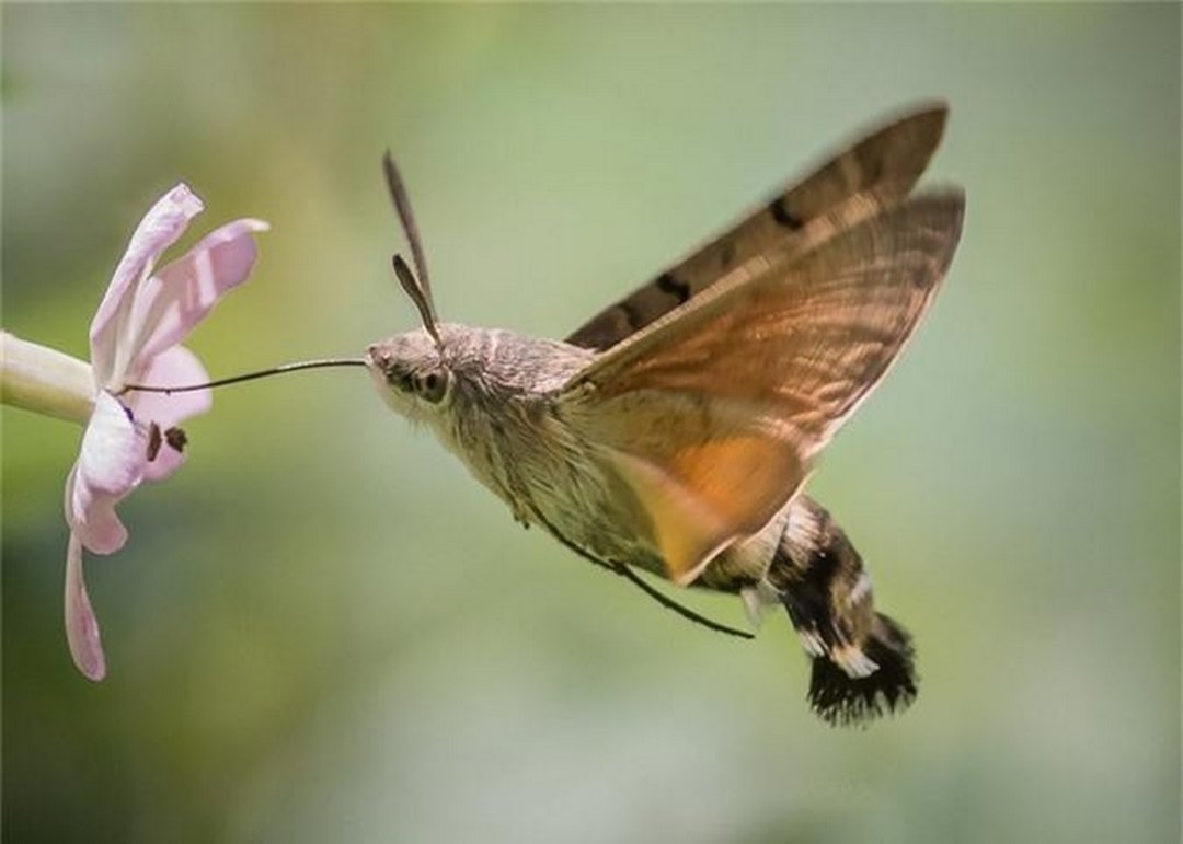 Tốc độ vỗ cánh của chim ruồi nhanh nhất thế giới 70-80 lần/giây 