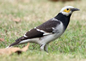 Giá chim sáo hiện nay