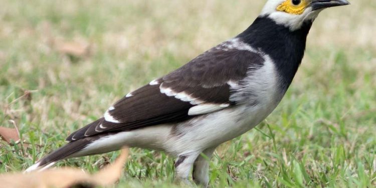 Giá chim sáo hiện nay