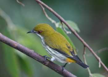 Chim sâu có màu lông rất đẹp