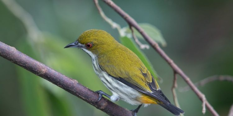 Chim sâu có màu lông rất đẹp