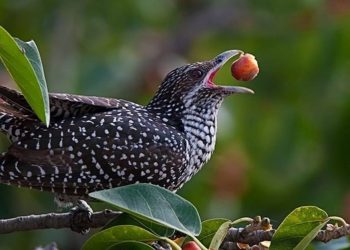 Thức ăn theo từng độ tuổi