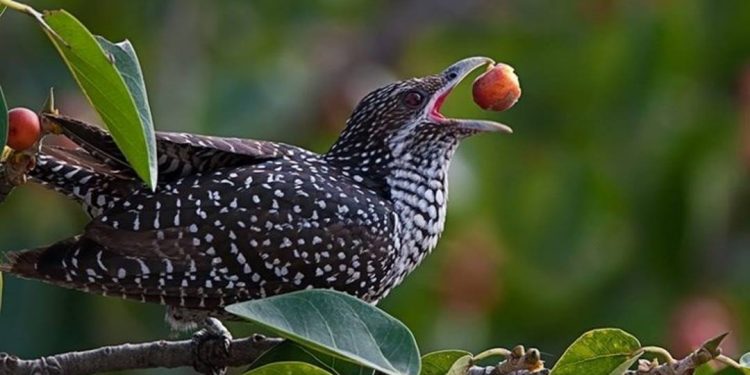 Thức ăn theo từng độ tuổi