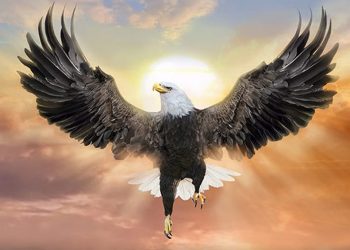 Trứng của chim ưng điển hình là sẽ có màu trắng  