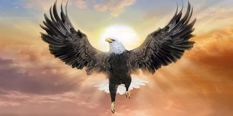 Trứng của chim ưng điển hình là sẽ có màu trắng  