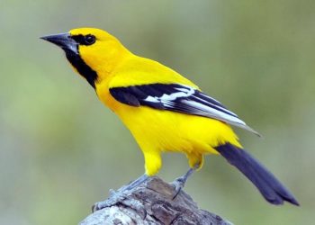 Ngoại hình của Vàng Anh