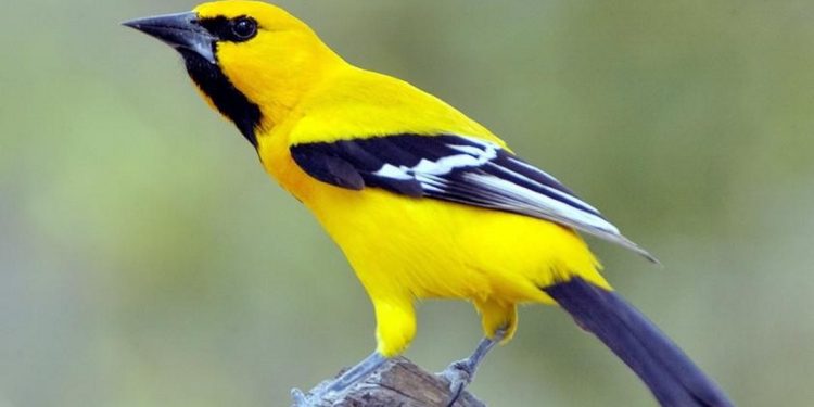 Ngoại hình của Vàng Anh