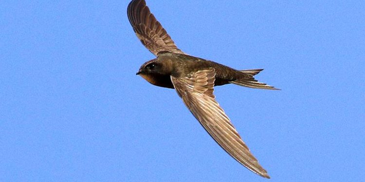 Chim yến có vẻ bề ngoài nhỏ bé nhưng sức sống phi thường