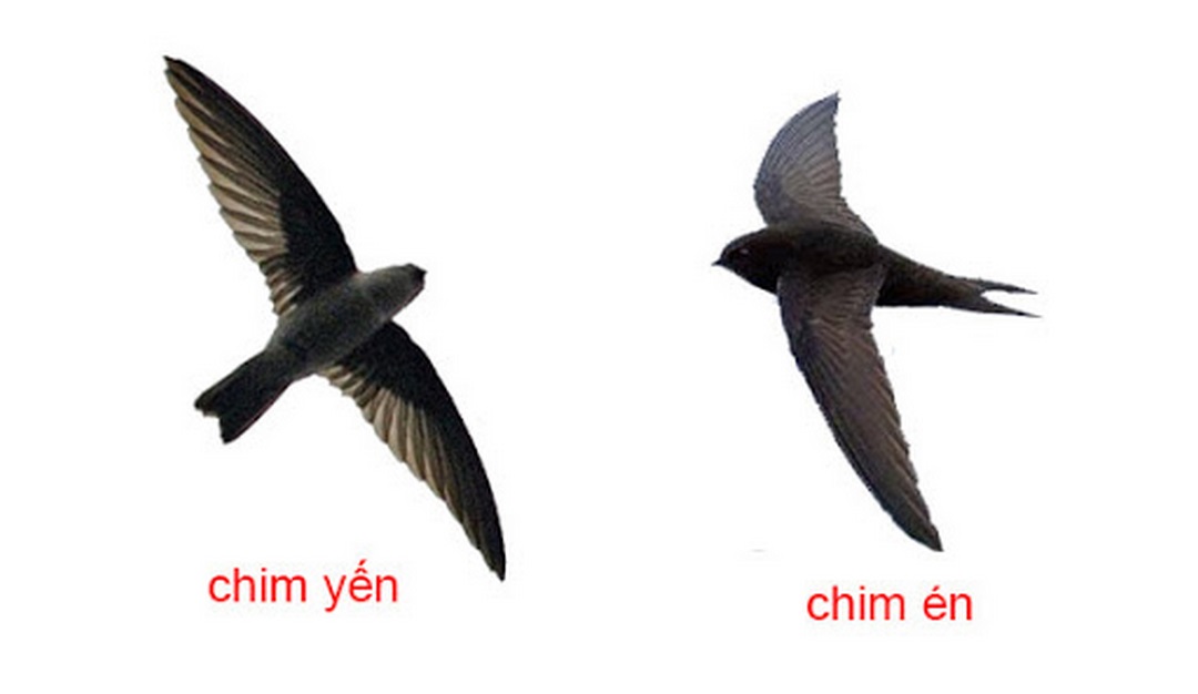Phân biệt giữa hai loài chim én và yến có khó không?
