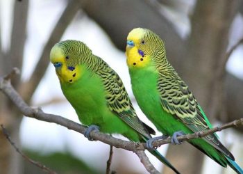 Chim Yến Phụng là chim gì?