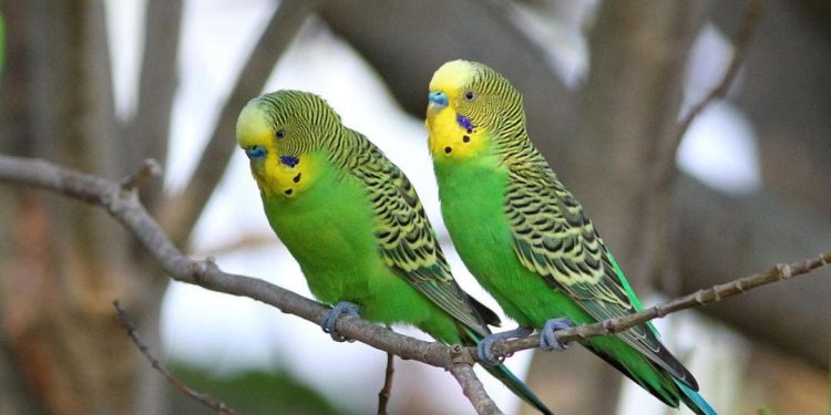 Chim Yến Phụng là chim gì?