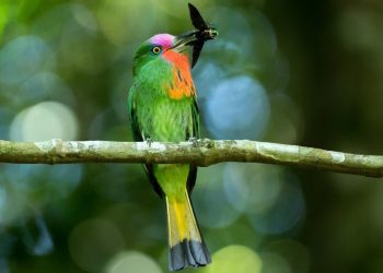 Đặc điểm của chim Ngũ Sắc về ngoại hình, giới tính, tuổi thọ